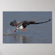 Greylag Goose Print