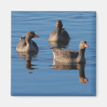 Greylag Goose Refrigerator Magnets