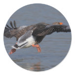 Greylag Goose Round Sticker