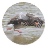 Greylag Goose Sticker