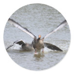 Greylag Goose Round Sticker