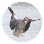 Greylag Goose Stickers
