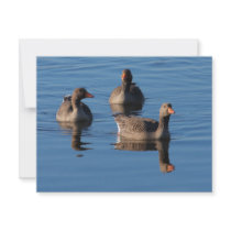 Greylag Goose Trio