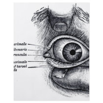 Grey's Anatomy — eyeball