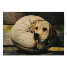 "Griffin" dog rock card
