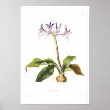 Griffinia hyacinthina print