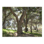 Griffith Park 5/6/07 Postcard