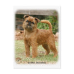 Griffon Bruxellois 9Y406D-078 postcards