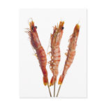 Grilled tiger prawn on a skewer postcard