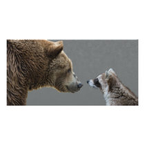 Grizzle Bear Meets Racoon