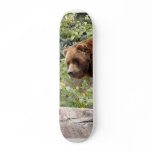 Grizzly Bear 001 Skateboard