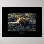 GRIZZLY BEAR Art Poster