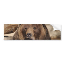 Grizzly Bear Boar