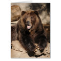 Grizzly Bear Boar cards