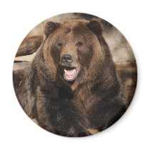 Grizzly Bear Boar