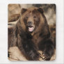 Grizzly Bear Boar