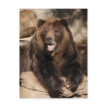 Grizzly Bear Boar