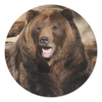 Grizzly Bear Boar
