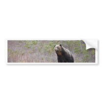 Grizzly Bear Bumper Stickers