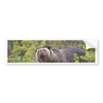 Grizzly Bear Bumper Sticker