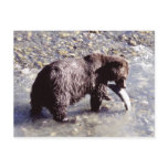 Grizzly bear catching a fish on Vancouver Island postcards