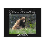 Grizzly Bear Cub Postcard