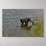 Grizzly bear cubs posters