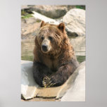 grizzly bear large poster 2