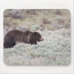 Grizzly Bear Mouse Pad