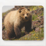 Grizzly Bear mousepads