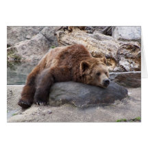 Grizzly Bear Resting On Rock Card