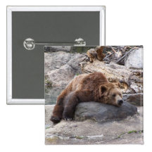 Grizzly Bear Resting On Rock Pinback Buttons