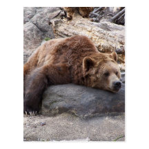 Grizzly Bear Resting On Rock Post Card