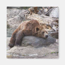 Grizzly Bear Resting On Rock Refrigerator Magnet