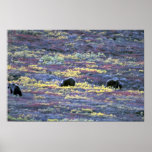 Grizzly bears, Denali National Park, Alaska Print