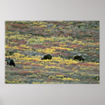 Grizzly bears, Denali National Park, Alaska Red fl Print