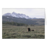 Grizzly Butts cards