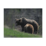 Grizzly Sow and Cub Post Cards