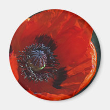 Großer Roter Mohn Magnete