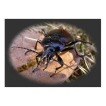 Ground Beetle ~ ATC card