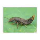 Ground Beetle Larva Postcard.