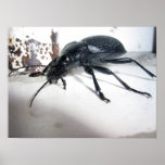Ground Beetle posters