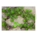 Ground Cover cards