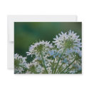 Ground Elder • Card / Invitation