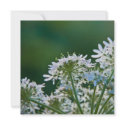 Ground Elder • Card / Invitation
