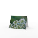 Ground Elder • Greeting Card