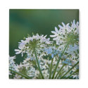 Ground Elder • Magnet