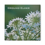 Ground Elder • Magnet