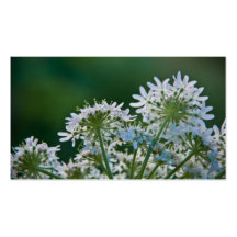 Ground Elder • Personal Business Card