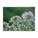 Ground Elder • Postcard